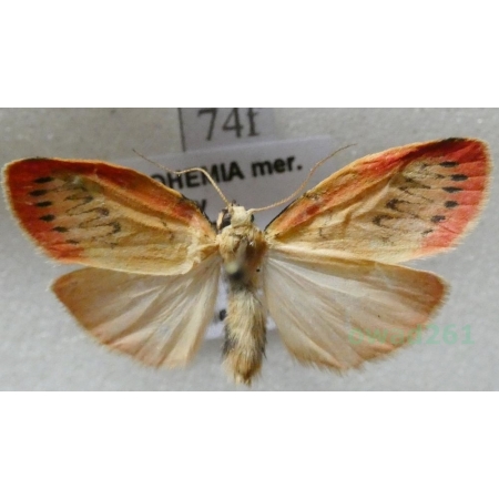 Miltochrista miniata (Forster, 1771) Łada różowica Czech74f